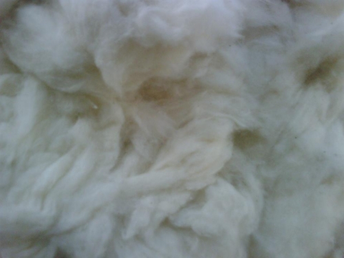 COMBER_NOIL 6 - Copy